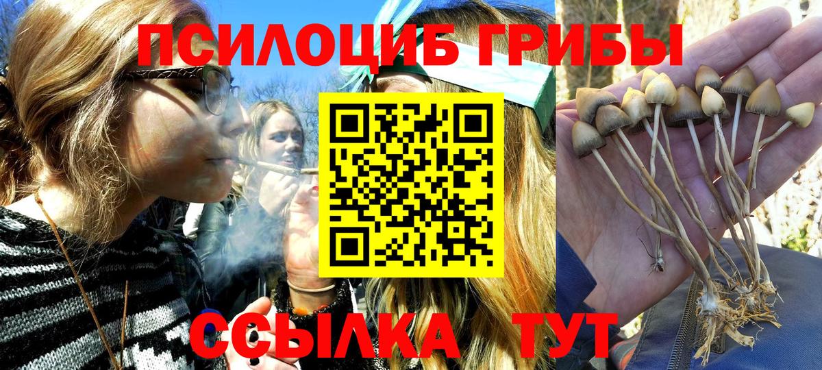 где купить   Вход с VPN  Зима  Галлюциногенные грибы Psilocybe 